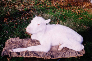Little Spirit - Rare White Buffalo Calf