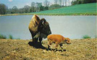 Bison, Mother & Calf